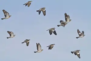Wood Pigeon - small flock in flight - Bedfordshire UK 8935