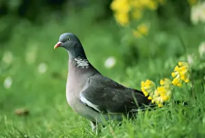Wood Pigeon SPH 1901 UK Columba palumbus © Steve Hopkin / ARDEA LONDON