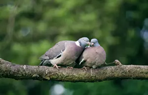 Pigeons Prints: Wood Pigeon UK