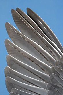 Images Dated 25th May 2006: Wood Pigeon Wing of dead bird showing feather arrangement Norfolk UK