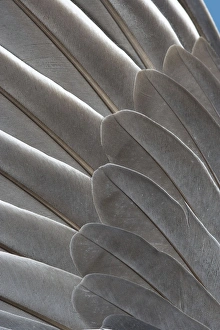 Images Dated 25th May 2006: Wood Pigeon Wing of dead bird showing feather arrangement Norfolk UK