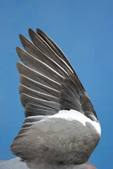 Wood Pigeon Wing of dead bird showing feather arrangement Norfolk UK