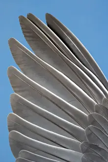 Wood Pigeon Wing of dead bird showing feather arrangement Norfolk UK