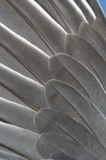 Wood Pigeon Wing of dead bird showing feather arrangement Norfolk UK