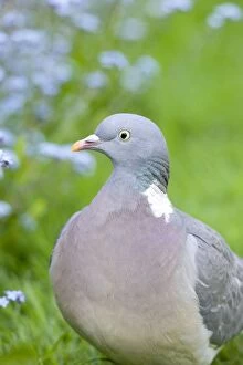 Wood Pigeons In garden with Forget-me-nots behind