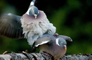 Images Dated 2nd December 2007: Wood Pigeons - mating