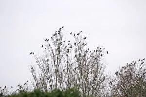 Images Dated 16th November 2006: Wood Pigeons – roosting Bedfordshire UK 003188