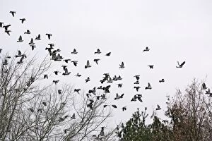 Images Dated 16th November 2006: Wood Pigeons – roosting Bedfordshire UK 003191
