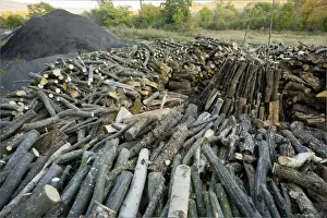 Piles Prints: Wood-pile in the traditional charcoal-burner's yard at Viscri saxon village