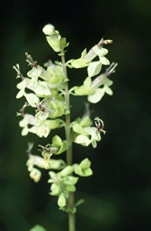 Images Dated 20th December 2006: Wood Sage