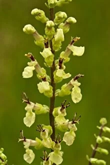 Images Dated 13th July 2012: Wood Sage - close up of flowers