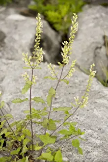 Sage Prints: Wood Sage (Teucrium scorodonia) in flower, on limestone pavement, Cumbria