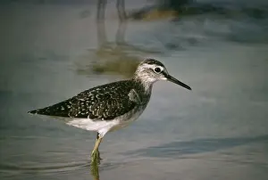 Sandpiper Prints: Wood Sandpiper GKB 106 Tringa glareola © G. K. Brown / ardea. com