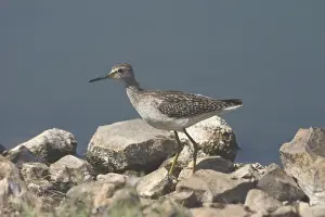 Sandpiper Prints: Wood Sandpiper An uncommon migrant from arctic Russia usually found inland