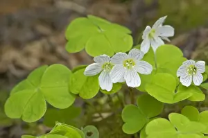 Sorrel Prints: Wood-Sorrel - close up of flower and leaves - Nottinghamshire - UK