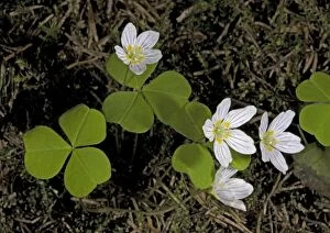 Images Dated 14th June 2005: Wood sorrel in flower