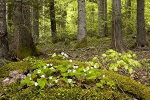 Bulgaria Gallery: Wood Sorrel - in flower in spring - in deciduous