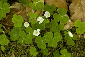 Images Dated 11th May 2006: Wood sorrel (Oxalis acetosella). Lake Disrict