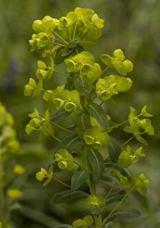 Images Dated 20th April 2005: Wood spurge - in flower
