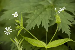 Stitchwort Prints: Wood stitchwort (Stellaria nemorum) in flower. Durham