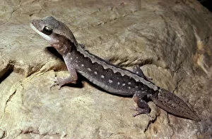 Images Dated 25th July 2006: Wood / Stone gecko