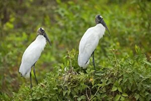 Images Dated 13th July 2010: Wood Stork / American Wood Ibis - two adults perched