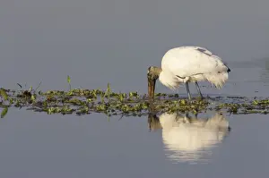 Wood Stork feeding. Orlando Wetlands, florida, USA BI001594