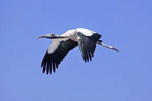Americana Gallery: Wood Stork - in flight - March
