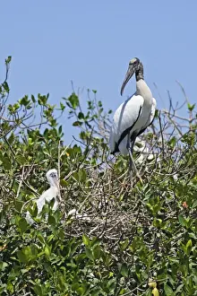Wood Stork flight. Nayarit Mexico in March