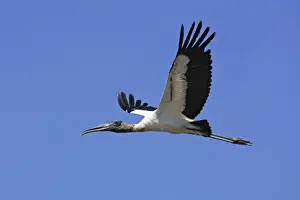 Wood Stork in flight. Nayarit Mexico in March