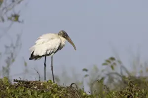 Everglades Prints: Wood Stork - On nest. Everglades National Park, florida, USA
