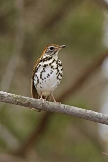 Images Dated 9th May 2006: Wood Thrush