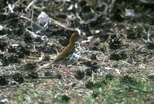 Wood Thrush Adult May Long Point, Canada
