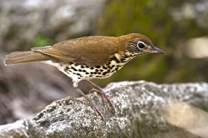 Images Dated 25th July 2011: Wood Thrush (Hylocichla mustelina) Belize
