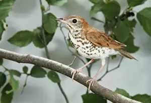 Thrushes Prints: Wood Thrush JSD 462 Hylocichla mustelina © John S. Dunning / ARDEA LONDON