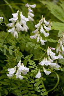 Images Dated 15th July 2006: Wood vetch (Vicia sylvatica) in flower. Uncommon UK plant