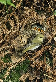 Images Dated 22nd April 2008: Wood Warbler - at nest with young