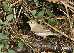 Images Dated 26th May 2006: Wood Warbler - at nest with young
