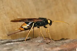 Wasps Prints: Wood Wasp / Horntail JLMO 2373 Laying eggs Urocerus gigas © John Mason / ardea. com