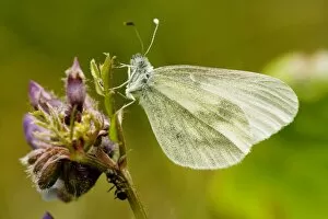 Wood White Butterfly - spring generation, on bush vetch
