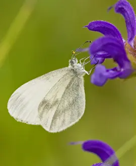 Wood White (Leptidea sinapis) on Meadow Clary, France