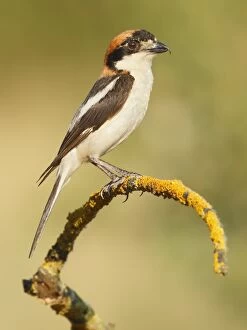 Woodchat Shrike - adult male perched on a branch