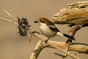 Shrikes Prints: Woodchat Shrike - with it's larder