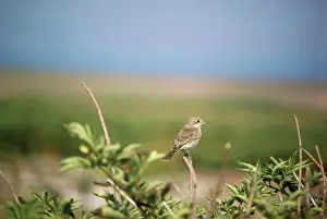 Shrikes Prints: Woodchat Shrike - juvenile