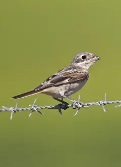 Shrikes Prints: Woodchat Shrike - juvenile - Andalucia - Spain - September