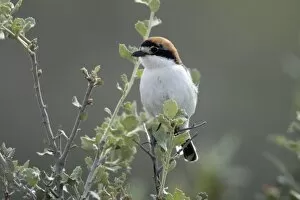 Images Dated 28th April 2009: Woodchat Shrike - perched on Holm Oak branch