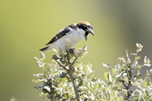 Images Dated 28th April 2009: Woodchat Shrike - regurgitating pellet
