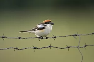 Images Dated 11th April 2008: Woodchat Shrike - sitting on barbed wire fence, Alentejo, Portugal