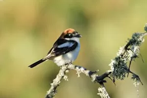 Images Dated 14th April 2008: Woodchat Shrike - sitting on lichen covered branch
