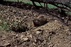 Woodchuck